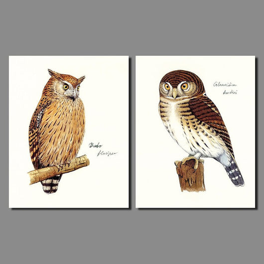 2 Panel Cool Owl Brown Birds Unframed Wall Canvas Art | Octo Treasures