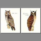 2 Panel Brown Owl Birds Nighthawk Animal Canvas Unframed Wall Art | Octo Treasures