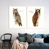 2 Panel Brown Owl Birds Nighthawk Animal Canvas Unframed Wall Art | Octo Treasures