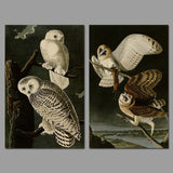 2 Panel Cool Animals Birds White Brown Owls Unframed Canvas Wall Art | Octo Treasures