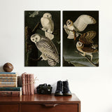 2 Panel Cool Animals Birds White Brown Owls Unframed Canvas Wall Art | Octo Treasures