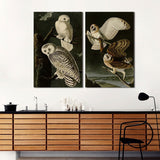 2 Panel Cool Animals Birds White Brown Owls Unframed Canvas Wall Art | Octo Treasures